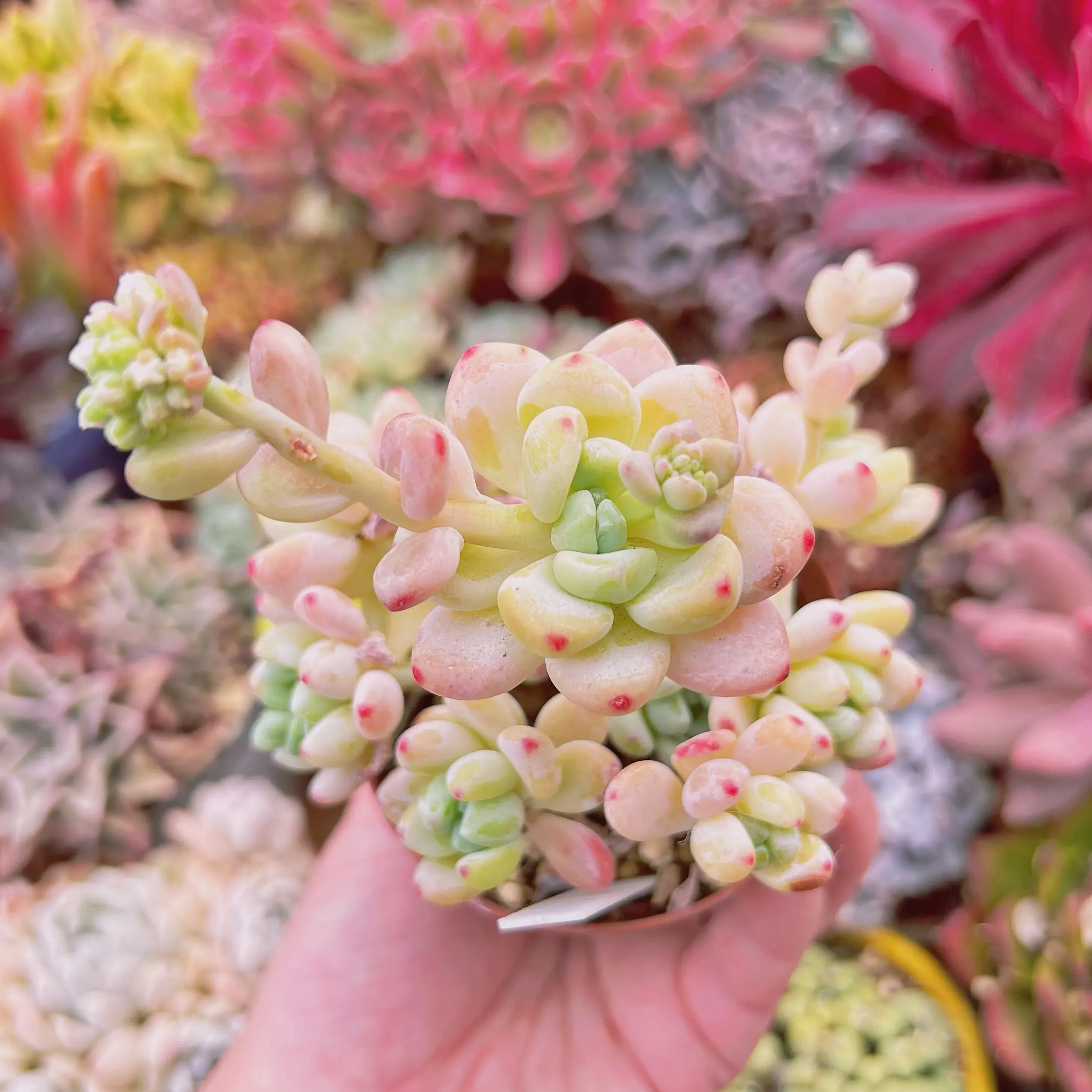 多肉植物 ロッティの育て方完全攻略！初心者が見落としがちな絶対ポイント